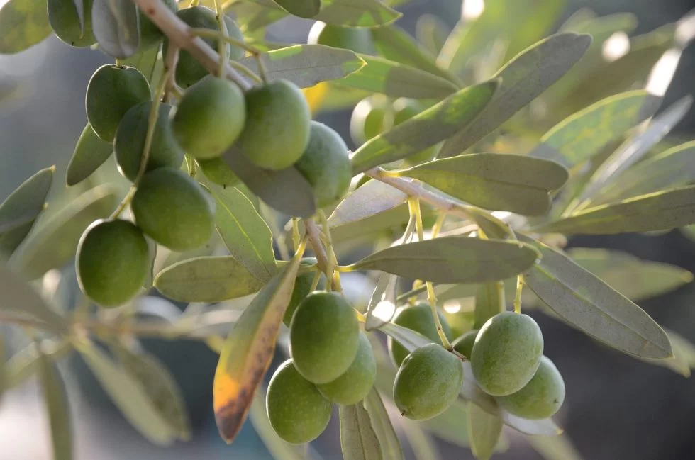 olive olife